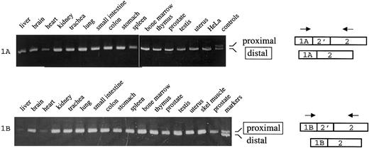 Fig. 3. Coupling between alternative 5′ exons and alternative splicing at exon 2. / (Top) 1A transcripts were amplified from the indicated human tissues using primers in exons 1A and 2. Control shows migration of PCR products that include exon 2′ (346 nt; proximal splicing) or exclude exon 2′ (329 nt; distal splicing). (Bottom) 1B transcripts were amplified from the indicated tissues using primers in exons 1B and 2. Control shows migration of PCR products that include exon 2′ (295 nt; proximal splicing) or exclude exon 2′ (278 nt; distal splicing).