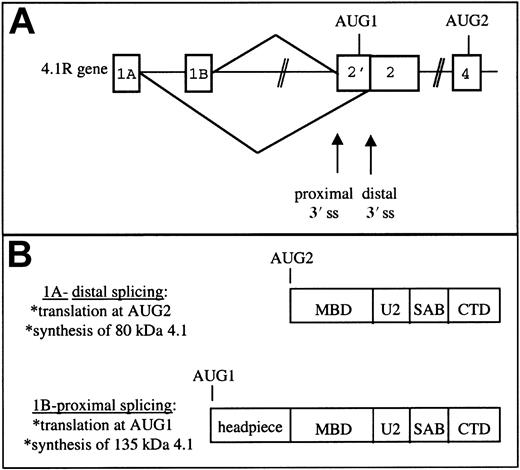 Fig. 6. Model of protein 4.1R 5′ gene expression. / (A) Differential splicing of 5′ putative exons to alternative splice acceptor sites in exon 2. (B) The distinct protein isoforms resulting from translation of 1A- and 1B-type mRNAs. MBD indicates membrane binding domain; U2, unique region 2; SAB, spectrin-actin binding domain; CTD, C-terminal domain; and ss, splice site.