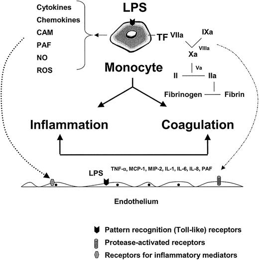 Fig. 1. The role of the monocyte and endothelium in mediating the host response to infection. / LPS and/or other pathogen-associated properties activate pathogen recognition receptors (or toll-like receptors) on monocytes, tissue macrophages, and endothelial cells, leading to the release of inflammatory mediators and tissue factor (with subsequent activation of coagulation). Together with products of the contact system (eg, kinins) and complement cascade (eg, C5a) (not shown), inflammatory mediators function in autocrine and paracrine loops to further activate the monocyte and local endothelium (dotted line, left, shows paracrine pathway). The various components of the coagulation cascade serve not only to activate their downstream substrate (leading to fibrin formation) but also to trigger protease-activated receptors on the surface of a variety of cell types, including the endothelium (broken line, right). The combined effects of LPS, inflammatory mediators, and serine proteases on the endothelium may result in significant phenotypic modulation (not shown). CAM indicates cell adhesion molecules; PAF, platelet activating factor; NO, nitric oxide; ROS, reactive oxygen species; MIP-2, macrophage inflammatory protein 2.