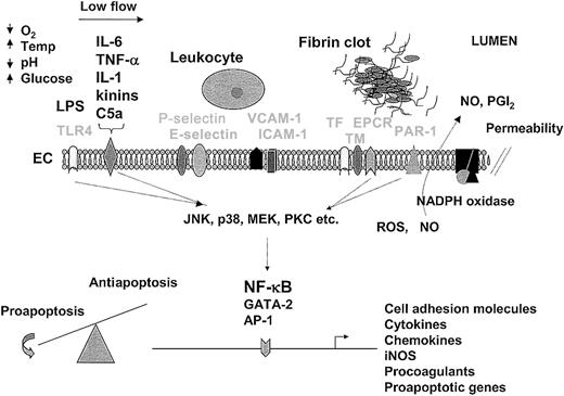 Fig. 2. The endothelium as a therapeutic target. / An understanding of the endothelial response to pathogens provides a foundation for therapeutic design. For purposes of illustration and discussion, the temporal sequence of events is depicted from left to right. In sepsis, the endothelium is activated by LPS-mediated engagement of the toll-like receptor (TLR4) or by the interaction of inflammatory mediators (IL-6, TNF-α, IL-1, kinins, and C5a are shown) with their respective receptors (drawn as a single representative receptor). At the same time (or later during the sepsis cascade), the endothelium may be conditioned by other environmental factors, such as hypoxia, low blood flow, changes in temperature, acid-base/electrolyte abnormalities, and/or hyperglycemia. The interaction of extracellular mediators with their receptors leads to activation of downstream signaling pathways (including MAPK and PKC), which in turn promote posttranscriptional changes in cell function or alter gene expression profiles through a number of transcription factors, including NF-κB, GATA-2, and AP-1. The up-regulation of cell adhesion molecules on the surface of the endothelium (P-selectin, E-selectin, VCAM-1, and ICAM-1 are shown) promotes increased adhesion, rolling, and transmigration of circulating leukocytes. Leukocyte-endothelial interactions further modulate the phenotype of these cells. The release of cytokines from the endothelium results in additional activation of monocytes and endothelial cells. Increased expression of procoagulants (eg, TF) and/or reduced expression of anticoagulants (eg, TM, EPCR) promote increased thrombin generation and fibrin formation. Various components of the coagulation pathway (including serine proteases, fibrin, and platelets) may signal directly in the endothelium through protease-activated receptors (PAR-1 is shown). Changes in the expression of proapoptotic and antiapoptotic genes (along with a multitude of posttranscriptional changes) may result in a shift in balance toward programmed cell death. During the process of activation, NADPH oxidase may induce the formation of reactive oxygen species (ROS), nitric oxide (NO) is released, and cell permeability is increased. In keeping with the theme of spatial and temporal dynamics, the relative activity of the various pathways will vary between different endothelial cells and from one moment to the next. Not shown are the critical interactions between the endothelium and underlying extracellular matrix and parenchymal cells. Temp indicates temperature; ICAM-1, intracellular adhesion molecule 1; VCAM-1, vascular cell adhesion molecule; EC, endothelial cell; TF, tissue factor; TM, thrombomodulin; EPCR, endothelial protein C receptor; NO, nitric oxide; PGI2, prostacyclin. Receptors are labeled in light font.