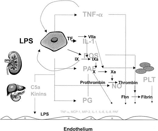 Fig. 3. The complexity of the host response to infection. / The host response to infection involves a wide array of cells and soluble mediators, which include but are not limited to monocytes, endothelial cells, and platelets and components of the complement, inflammatory, and coagulation cascades. Rather than showing the detailed connections, this figure is intended to convey the interdependent, redundant, and pleiotropic nature of the host response. Several factors modulate the phenotype, including the type of pathogen, and host factors such as genetic make-up, age, gender, and the health of other organ systems (liver and kidney are shown as examples). Normally, the host mechanisms are highly coordinated in both space and time to defend the host against pathogens. However, when the response is disproportionate to the threat (eg, excessive, sustained, or poorly localized), then the balance of power shifts in favor of the pathogen, resulting in the sepsis phenotype. Given the highly integrated and nonlinear nature of this response, it will be difficult to identify a single component whose therapeutic modulation will short-circuit the sepsis cascade and improve outcome. As long as the complexity of the sepsis response remains outside our grasp the best hope for therapeutic advances will depend on broad base targeting, in which multiple components are targeted at the same time.