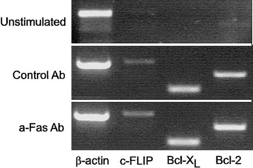 Fig. 7. Fas-costimulated and control-activated T cells express equal levels of c-FLIP, Bcl-XL, and Bcl-2 after initial activation. / To evaluate the effect of Fas costimulation on expression of antiapoptotic molecules, RT-PCR was run with specific primers for c-FLIP, Bcl-XL, and Bcl-2 for RNA from freshly isolated (unstimulated) T cells and after 6 days of stimulation. Similar results were obtained in 2 separate PCR reactions with 2 different sets of RNA samples.