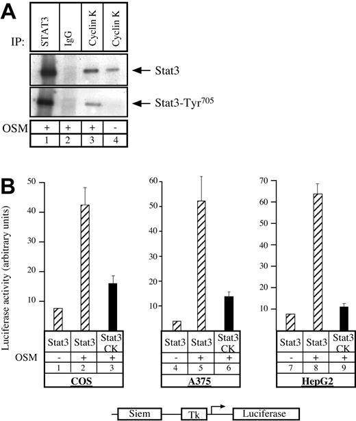 Fig. 1. Cyclin K interacts with and inhibits the transcriptional activity of STAT3. / (A) COS cells cotransfected with STAT3 and flagged cyclin K (CK)–expressing vectors were serum starved for 24 hours and stimulated for 30 minutes with OSM (10 ng/mL; lanes 1-3) or left untreated (lane 4). Nuclear extracts were immunoprecipitated with the appropriate antibodies, and the resulting precipitate was examined by Western blot probed with polyclonal antibodies directed against STAT3 proteins (top) or its Tyr705 phosphorylated form (bottom). (B) COS, A375, and HepG2 cells were cotransfected with a luciferase reporter gene containing 2 copies of a STAT3 consensus binding site linked to a minimal thymidine kinase promoter (Tk) together with vectors expressing STAT3 in the presence or absence of a vector encoding for cyclin K. Following transfection, cells were serum starved for 15 hours and left untreated or stimulated for 6 hours with OSM (10 ng/mL). Error bars represent SD.