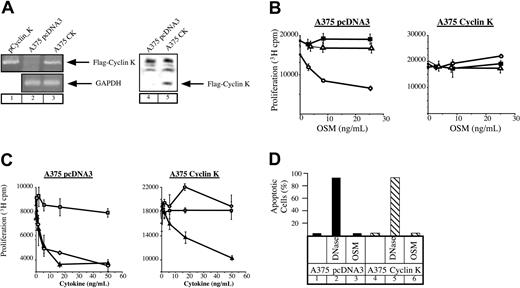 Fig. 3. Lack of growth inhibition by OSM in cyclin K–expressing A375 cells. / (A) Expression of cyclin K was verified by RT-PCR (lanes 1-3) and Western blot (using the M2 Flag monoclonal antibody, lanes 4-5) in A375 stable transfectants. (B-C) Parental or cyclin K–expressing A375 cells were plated in triplicate in 96-well dishes in the presence of 2% serum and a dilution series of the indicated cytokines. After 72 hours, 3H-thymidine was pulsed for 4 hours and the cells were assessed for 3H incorporation by scintillation counting. Panel B: ○, OSM; ▵, IL-6; ▪, medium alone. Panel C: ▴, TGF-β; ○, OSM; ■, blank. (D) TUNEL analysis was performed on serum-starved A375 cloned cells after no treatment (lanes 1, 4) or treatment with OSM (10 ng/mL) for 24 hours (lanes 3, 6). DNase was added to a sample of nontreated cells for 10 minutes as a positive control (lanes 2, 5).
