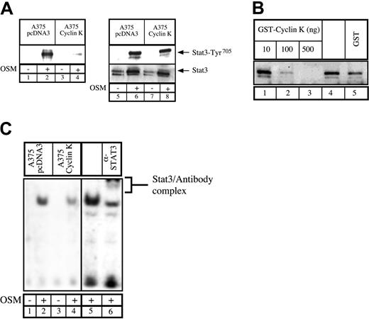 Fig. 5. Inhibition of STAT3 DNA-binding activity by cyclin K. / (A) Parental or cyclin K–expressing A375 cells were serum starved for 48 hours and stimulated for 30 minutes with OSM. Nuclear extracts were incubated with a biotinylated double-stranded Siem oligonucleotide corresponding to a specific STAT3 DNA-binding site. Samples were analyzed by Western blot probed with polyclonal antibodies directed against STAT3 phosphorylated on Tyr705(lanes 1-4). In parallel, aliquots of the nuclear extracts were subjected to Western blot analysis using anti-STAT3 phosphorylated Tyr705 (lanes 5-8, top) prior to being stripped and reprobed with anti-STAT3 antibodies (lanes 5-8, bottom). (B) Normal A375 cells were serum starved for 48 hours and stimulated for 30 minutes with OSM (10 ng/mL). A titration of purified GST protein (500 ng, lane 5), GST–cyclin K (lanes 1-3), or buffer alone (lane 4) was incubated for 30 minutes with 30 μg nuclear extract prior to the addition of biotin-labeled double-stranded oligonucleotide probe. Samples were analyzed for DNA-binding activity by Western blot using polyclonal STAT3 phospho-Tyr705 antibodies. (C) DNA binding of STAT3 present in A375 parental or cyclin K–expressing cells was determined by EMSA. Supershift of STAT3 was performed (lane 6) with the addition of 2 μg polyclonal STAT3 antibodies.