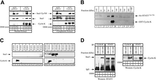 Fig. 6. Stochiometry of the cyclin K–STAT3 complex. / (A) Control or cyclin K–expressing A375 cells were serum starved for 48 hours and stimulated with OSM (10 ng/mL) for the indicated times. Nuclear (lanes 1-6) or cytoplasmic (lanes 7-12) cell extracts were analyzed by Western blot analysis with polyclonal antibodies directed against STAT3 (middle panel), its Tyr705 phosphorylated forms (top panel), or cyclin K (bottom panel). (B) Purified GST–cyclin K and his-STAT3716–770 proteins (5 μg) were allowed to interact in vitro as described above, and aliquots of the binding reactions were then fractionated through Superose-12 filtration as described in “Materials and methods.” Eluate fractions were collected, and the presence of GST–cyclin K and his-STAT3716–770 was evaluated by sodium dodecyl sulfate–polyacrylamide gel electrophoresis (SDS-PAGE) and Western blotting in each fraction. (C) A375 clones expressing cyclin K were stimulated for 15 minutes with OSM and nuclear extracts were prepared. Aliquots (300 μL) were subjected to Superose-12 filtration and STAT3 and cyclin K elutions were evaluated by SDS-PAGE and Western blotting in each fraction. Note that STAT3 (not cyclin K) was detected in some experiments in a complex with a size higher than 400 kDa but that this was not reproducible under the conditions used to detect the cyclin K association. (D) Following gel filtration of nuclear extracts, fractions corresponding to size 180 to 220 kDa (lanes 1, 3, 5, 7) and 110 to 140 kDa (lanes 2, 4, 6, 8) were analyzed by coimmunoprecipitation to detect the presence of a cyclin K–STAT3 complex. Fractions were immunoprecipitated with the indicated antibodies and analyzed by Western blot using antibodies directed against STAT3 proteins (lanes 1-4) or cyclin K (lanes 5-8).