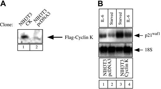 Fig. 7. Regulation of p21waf1 mRNA in cyclin K–expressing cell lines. / (A) NIH3T3 cells were stably transfected with an expression vector encoding cyclin K (lane 1) or the corresponding parental plasmid (lane 2). Following G418 selection, overexpression was verified using nuclear extracts analyzed by Western blot with the M2 Flag monoclonal antibody. (B) NIH3T3 cells were serum starved for 2 days and stimulated for 2 hours with IL-6 (10 ng/mL; lanes 1, 4) or left untreated (lanes 2-3). Total RNA was prepared and 10 μg RNA was subjected to Northern blot analysis using a mouse cDNA probe. The membrane was striped and reprobed with a 18S oligonucleotide (bottom panel).