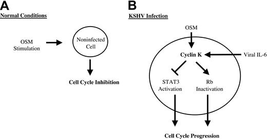 Fig. 8. Schematic representation of the effect of cyclin K on STAT3 activity.