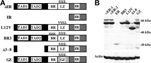 Fig. 1. Expression of C/EBPα-ER and mutant variants. / (A) Diagram of C/EBPα-ER (αER), the ER segment alone, and the Leu12Val (L12V), BR3, Δ3-8, and GZ C/EBPα-ER mutant variants. In Leu12Val, the first 2 leucines of the leucine zipper (LZ) are changed to valines (V). In BR3, 4 residues on the basic region (BR) are altered. Δ3-8 deletes C/EBPα's transactivation domains (TAD1, TAD2). In GZ, the GCN4 LZ replaces the C/EBPα LZ. (B) Western blot of PKCδ cell lines stably expressing the indicated proteins. The blot was probed sequentially using an ER antiserum and β-actin antibody.
