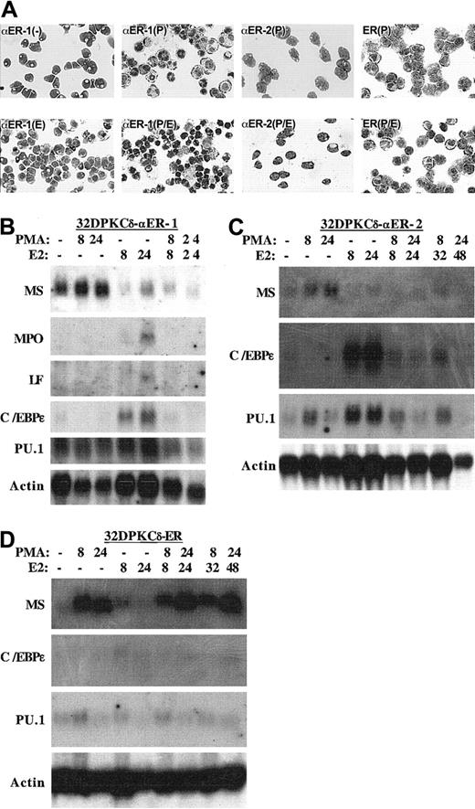 Fig. 2. C/EBPα inhibits monocytic differentiation. / (A) The morphology of 32DPKCδ-αER-1 cells was assessed with no additions (−), after 24 hours in estradiol (E), 8 hours in PMA (P), or 8 hours in PMA and estradiol (P/E). The morphologies of the αER-2 and ER lines in PMA or PMA + estradiol for 8 hours are also shown. (B-D) Total cellular RNAs were prepared from the indicated cell lines cultured in PMA, estradiol (E2), both, or neither for the indicated number of hours. These RNAs, 10 μg per lane, were then subjected to Northern blotting for macrosialin (MS), myeloperoxidase (MPO), lactoferrin (LF), C/EBPε, PU.1, and β-actin. If no transcripts were detected, the results are not shown.