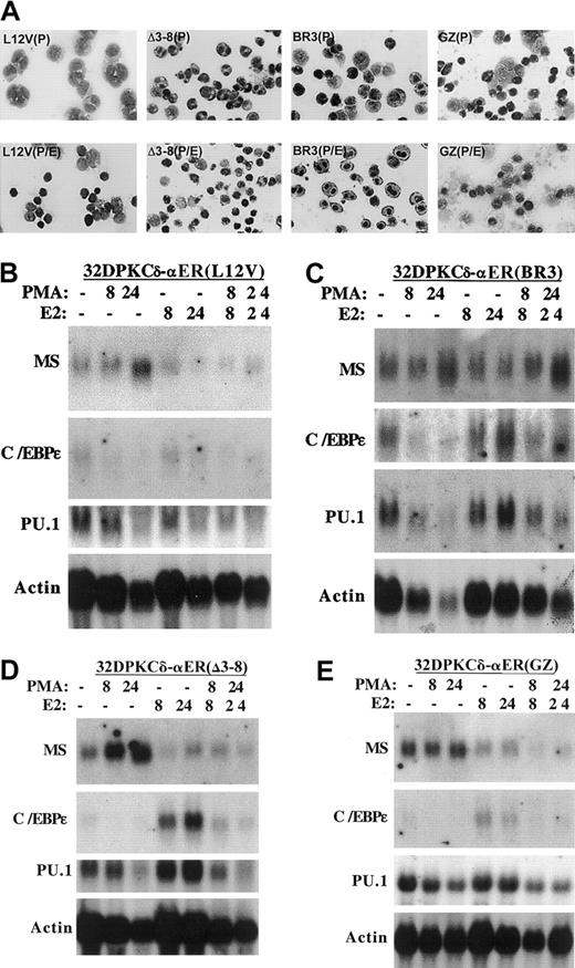 Fig. 3. Inhibition of monocytic differentiation by C/EBPα depends upon its basic region. / (A) The morphology of 32DPKCδ-Leu12Val, -BR3, -Δ3-8, and -GZ cells exposed to PMA (P) or PMA + estradiol (P/E) for 8 hours is shown. (B-E) RNAs prepared from these cell lines cultured in PMA, estradiol (E2), both, or neither for the indicated times were subjected to Northern blotting sequentially for macrosialin (MS), myeloperoxidase (MPO), C/EBPε, PU.1, and β-actin. MPO RNA was not detected (not shown).
