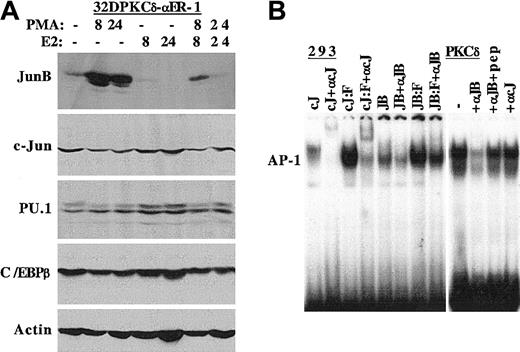 Fig. 5. C/EBPα inhibits JunB expression. / (A) Total cellular protein extracts prepared from 1 × 106 32DPKCδ-αER-1 cells cultured in PMA, estradiol (E2), or both for 0, 8 or 24 hours were subjected to Western blotting for JunB, c-Jun, PU.1, C/EBPβ, and β-actin. (B) The 293 cells were transfected with 5 μg per 100-mm dish of pCMV-c-Jun (cJ) or pCMV-JunB (JB) alone, or 2.5 μg of these DNAs were transfected with 2.5 μg pCMV-c-Fos (cJ:F, JB:F). Then, 2 days later nuclear extracts were prepared and subjected to gel-shift assay with an AP-1 binding site from the macrosialin promoter. Anti–c-Jun antiserum (αcJ) or anti-JunB antiserum (αJB) was included in several samples (left panel). A nuclear extract from 32DPKCδ cells was subjected to gel-shift assay with no antiserum (−), with 1 μL αJB or αcJ antiserum, or with αJB antiserum that had been preincubated with 0.4 μg JunB peptide (pep).