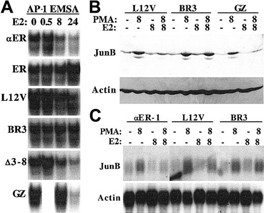 Fig. 6. The C/EBPα basic region is required to inhibit JunB protein and RNA expression. / (A) Nuclear extracts prepared from the indicated 32DPKCδ cell lines 0, 0.5, 8, or 24 hours after addition of estradiol (E2) were subjected to gel-shift assay using the AP-1 oligonucleotide. A 0.5-hour GZ sample was not prepared. (B) Total cellular protein extracts from 1 × 106 Leu12Val, BR3, or GZ cells cultured for 8 hours in PMA, estradiol, both, or neither were subjected to Western blotting for JunB and β-actin. (C) Total cellular RNAs (10 μg) from αER-1, Leu12Val, or BR3 cells were subjected to Northern blotting for JunB and β-actin.