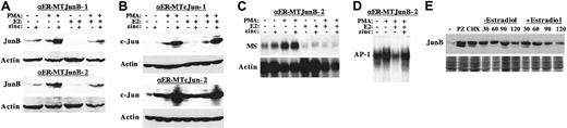 Fig. 8. Exogenous JunB does not overcome inhibition of monopoiesis by C/EBPα. / (A) Total cellular proteins prepared from 1 × 10632DPKCδ-αER-MTJunB-1 or -2 cells cultured under the indicated conditions for 16 hours were subjected to Western blotting for JunB and β-actin. (B) Total cellular proteins from 32DPKCδ-αER-MTcJun-1 and -2 cells were analyzed similarly for c-Jun and β-actin. (C) Total cellular RNAs, 10 μg per sample, prepared from αER-MTJunB-2 cells cultured under the indicated conditions for 16 hours were subjected to Northern blotting for macrosialin (MS) and β-actin. (D) Nuclear extracts prepared from αER-MTJunB-2 cells cultured with no inducer, PMA, PMA + estradiol, or PMA + estradiol + zinc for 8 hours were subjected to gel-shift analysis using a radiolabeled AP-1 binding site derived from the macrosialin promoter. (E) Total cellular protein derived from 1 × 106 αER-MTJunB-2 cells exposed to no inducer (−), PMA + zinc for 4 hours (PZ), PMA + zinc followed by cycloheximide for 15 minutes (CHX), or the latter cells exposed to estradiol or the vehicle control for 30, 60, 90, or 120 minutes were subjected to Western blot analysis for JunB (top panel). As a control for protein content, each extract was electrophoresed on a second gel and visualized with Coomassie blue dye (bottom panel).