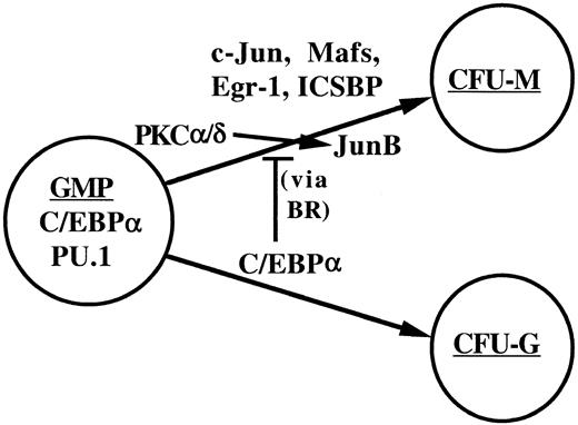 Fig. 9. A model for commitment to the granulocyte and monocyte lineages. / Bipotent GMPs are specified by PU.1 and C/EBPα. Increased levels of C/EBPα expression specify the granulocyte colony-forming unit (CFU-G), a committed granulocytic progenitor. C/EBPα also inhibits monopoiesis via protein-protein interactions mediated by its basic reigon (BR). These interactions occur with proteins that enable JunB transcription or PKC-mediated JunB induction and with additional mediators of monopoiesis, potentially c-Jun, c-Maf, MafB, Egr-1, or ICSBP.