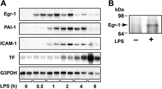 Fig. 1. LPS induction of Egr-1, PAI-1, ICAM-1, and TF mRNAs in the kidney. / (A) Egr-1+/+ mice (2 per group) were either untreated (0 hours) or injected intraperitoneally with LPS (2 mg/kg) for various times (0.5 to 8 hours). Egr-1, PAI-1, ICAM-1, and TF mRNA levels were measured by Northern blotting. G3PDH was used as a loading control. (B) LPS induction (2 hours) of Egr-1 protein was detected by immunoprecipitation and Western blotting.