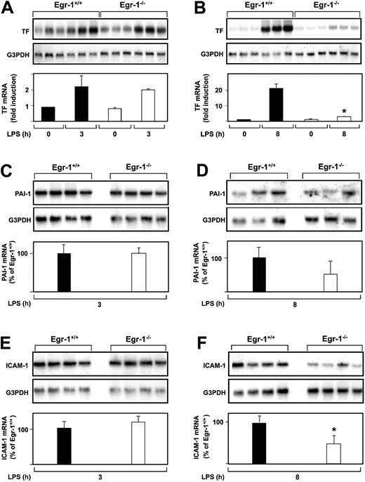 Fig. 2. LPS induction of TF, PAI-1, and ICAM-1 mRNA expression in the kidneys of Egr-1+/+ and Egr-1−/− mice. / (A-F) Egr-1+/+ and Egr-1−/− mice (3 or 4 per group) were either untreated or injected with LPS for either 3 or 8 hours. TF, PAI-1, and ICAM-1 mRNA levels were measured by Northern blotting. Normalized levels of the various mRNAs are shown (mean ± SD). TF mRNA levels are expressed as fold induction, whereas PAI-1 and ICAM-1 mRNA levels are expressed as a percentage of the LPS-induced Egr-1+/+ levels because of the absence of detectable expression in untreated mice. The asterisks indicate decreases that were statistically significant (P < .05).
