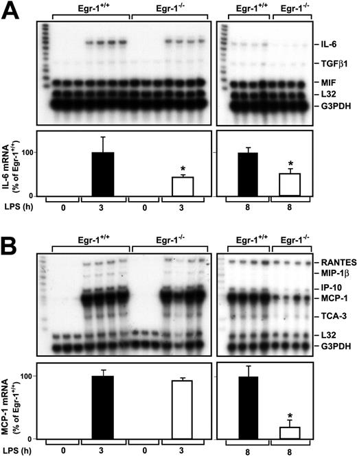 Fig. 3. LPS induction of IL-6 and MCP-1 mRNA expression in the kidneys of Egr-1+/+ and Egr-1−/− mice. / Egr-1+/+ and Egr-1−/− mice were either untreated (3 mice) or injected with LPS (4 mice per group) for either 3 or 8 hours. Total RNA was isolated from the kidney. (A) Various cytokine mRNAs were measured by RPA using the mouse cytokine multiprobe template set mCK-3b (Pharmingen). This probe set contains (left lane of each gel) TNFβ, LTβ, TNFα, IL-6, IFNγ, IFNβ, TGFβ1, TGFβ2, TGFβ3, and MIF. LPS induced IL-6 mRNA expression, whereas the constitutive expression of MIF was not affected by LPS. Levels of IL-6 mRNA normalized to G3PDH are shown below the gel (mean ± SD). (B) Various chemokine mRNAs were measured by RPA using the mouse chemokine multiprobe template set mCK-5 (Pharmingen). This probe set (left lane of each gel) contains Ltn, RANTES, Eotaxin, MIP-1β, MIP-1α, MIP-2, IP-10, MCP-1, and TCA-3. LPS induced RANTES, MIP-1β, MIP-2, MCP-1, and TCA-3 mRNA expression. Levels of MCP-1 mRNA normalized to G3PDH are shown below the gel (mean ± SD). The asterisks indicate decreases that were statistically significant (P < .05).
