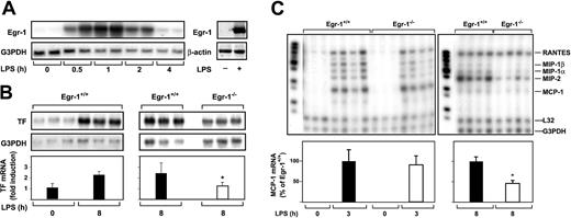 Fig. 4. LPS induction of Egr-1 and TF chemokine expression in the lungs of Egr-1+/+ and Egr-1−/− mice. / (A) (Left panel) Egr-1+/+ mice (2 per group) were either untreated (0 hours) or injected intraperitoneally with LPS (2 mg/kg) for various times (0.5 to 4 hours). (Right panel) LPS induction of Egr-1 mRNA and protein (2 hours) was detected by Northern and Western blotting, respectively. (B) Egr-1+/+ mice (3 per group) were either untreated or injected with LPS for 8 hours. In a second experiment, Egr-1+/+ and Egr-1−/− mice (3 per group) were injected with LPS for 8 hours. TF mRNA levels were determined by Northern blotting. (C) Various chemokine mRNAs were measured in the lungs of untreated and LPS-treated Egr-1+/+and Egr-1−/− mice by RPA using the mouse chemokine multiprobe template set mCK-5 (Pharmingen). This probe set (left lane of each gel) contains Ltn, RANTES, MIP-1β, MIP-1α, IL-10, MIP-2, MCP-1, and TCA-3. G3PDH was used as a loading control. Normalized levels of TF mRNA (mean ± SD) and MCP-1 mRNA (mean ± SE) are shown below. The asterisk indicates that the decrease was statistically significant (P < .05).