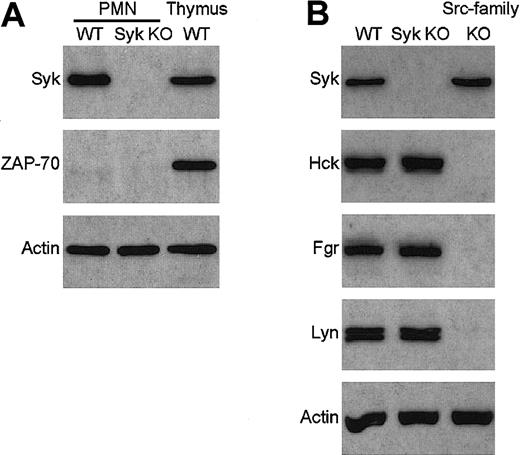 Fig. 1. Absence of Syk and ZAP-70 but normal expression of Src-family kinases in syk−/− neutrophils. / Lysates of wild-type (WT) and syk−/−(Syk KO) neutrophils were probed for the presence of Syk and ZAP-70 (A) or Syk and the Src-family kinases Hck, Fgr, and Lyn (B) by immunoblotting with the appropriate antibodies. Lysates of wild-type thymocytes and ofhck−/−fgr−/−lyn−/−(Src-family KO) neutrophils were included as controls. The bottom panel shows equal amount of actin in the different lysates. PMN indicates polymorphonuclear leukocyte.