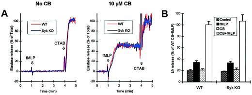 Fig. 4. Normal fMLP-induced degranulation in. / syk−/− neutrophils.Wild-type or syk−/− neutrophils were preincubated in the presence or absence of 10 μM CB as indicated, and the release of primary or secondary granules in response to fMLP stimulation was determined. (A) Kinetic analysis of the release of the primary granule marker elastase. Cells were stimulated with 3 μM fMLP at 1 minute and lysed with 0.02% CTAB at 4 minutes. (B) Release of the secondary granule marker lactoferrin (Lfr) during a 10-minute stimulation with 3 μM fMLP.