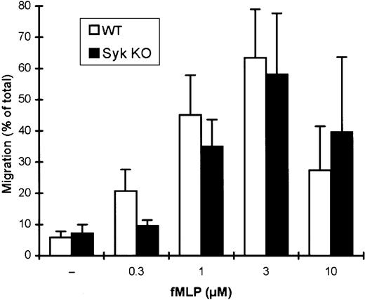 Fig. 5. Normal migration of. / syk−/− neutrophils toward fMLP. Wild-type or syk−/− neutrophils were allowed to migrate through a porous membrane filter toward the indicated concentrations of fMLP. The percentage of the cells that transmigrated during a 45-minute incubation period is shown.