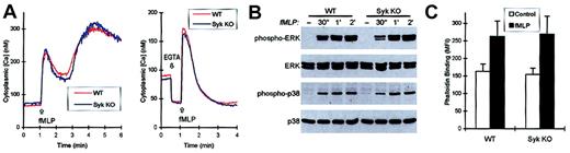 Fig. 6. fMLP induces normal intracellular signaling in. / syk−/− neutrophils. (A) Neutrophils were stimulated with 3 μm fMLP at 1 minute and the change in intracellular Ca2+ concentration followed by a ratiometric fluorescence assay. Where indicated, extracellular Ca2+ ions were chelated by 5 mM EGTA. (B) Neutrophils were stimulated for the indicated times with 3 μM fMLP, lysed, and the phosphorylation of ERK and p38 MAP kinase followed by immunoblotting with the relevant phospho-specific antibodies. Total amounts of ERK and p38 MAP kinase were determined by phosphorylation-independent antibodies. (C) Neutrophils were stimulated with 3 μM fMLP for 30 seconds, fixed, and the intracellular F-actin level determined by staining with fluorescently labeled phalloidin. Phalloidin binding was quantitated by flow cytometry. MFI indicates mean fluorescence intensity.