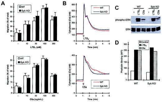 Fig. 7. syk−/− neutrophils respond normally to chemokine LTB4 and C5a. / Functional responses and intracellular signaling events of wild-type and syk−/− neutrophils in response to LTB4 or C5a were studied as described in the legends to Figures 4-6. (A) Migration of neutrophils toward LTB4 (top panel) or C5a (bottom panel). (B) Ca2+ signal triggered by LTB4 (top panel) or C5a (bottom panel). (C) Phosphorylation of the ERK MAP kinase. (D) Actin polymerization. In panels B-D, 15 nM LTB4 or 30 ng/mL C5a was used.