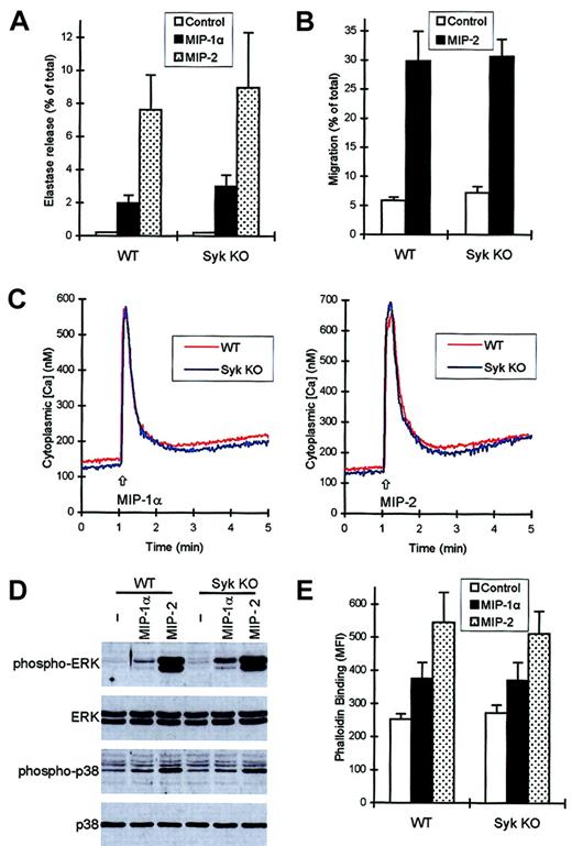 Fig. 8. syk−/− neutrophils respond normally to chemokine stimulation. / Functional responses and intracellular signaling events of wild-type and syk−/− neutrophils in response to 100 ng/mL MIP-1α or 100 ng/mL MIP-2 were studied as described in the legends to Figures 4-6. (A) Release of the primary granule marker elastase during a 3-minute stimulation in the presence of CB. (B) Migration of neutrophils toward MIP-2. (C) Ca2+ signal triggered by MIP-1α (left panel) or MIP-2 (right panel). (D) Phosphorylation of ERK and p38 MAP kinase. (E) Actin polymerization triggered by the 2 chemokines.
