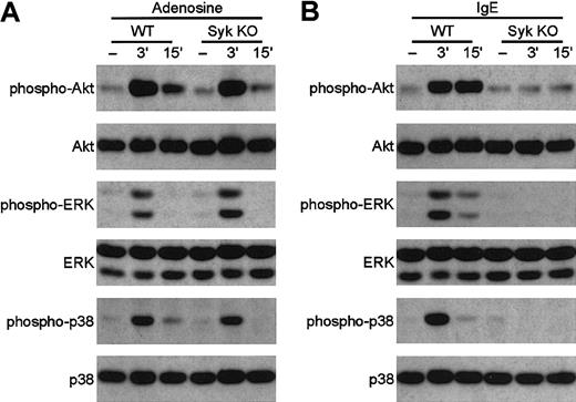 Fig. 9. Adenosine induces the normal activation of Akt, ERK, and p38 MAP kinase in. / syk−/− bone marrow–derived mast cells. Wild-type and syk−/− BMMCs were stimulated with 10 mM adenosine (A) or 0.5 μg/mL anti–DNP IgE followed by DNP-HSA (B) for the indicated amounts of time. Cell lysates were analyzed by SDS-PAGE followed by immunoblotting with anti–phospho-Akt, anti–phospho-ERK, and anti–phospho-p38 MAP kinase. Equal expression of Akt, ERK, and p38 MAP kinase was confirmed by probing the same immunoblots with appropriate antibodies.