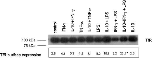 Fig. 2. Analysis of TfR protein and surface expression in cytokine-activated THP-1 cells. / THP-1 cells were treated as described in the legend to Figure 1. Cells were then either subjected to preparation of protein extracts for Western blot analysis (top panel) or used for quantification of cell surface expression of TfR by means of FACS as described in “Materials and methods.” Shown is 1 of 3 representative Western blot experiments. The figures in FACS analysis represent the geometric mean log fluorescence minus isotype and reagent control from 1 of 3 experiments performed in duplicate. *P < .05 compared with the unstimulated control as calculated by Student ttest when comparing the means of all 3 experiments.