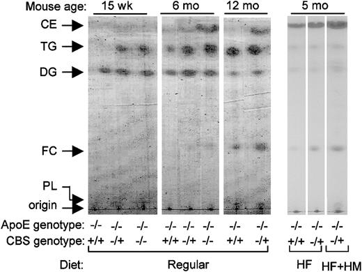Fig. 3. Effect of hyperhomocysteinemia on lipid profile of mouse aortas. / Shown is a representative of thin-layer chromatography analysis of lipids from aortas. Each lane represents lipids from one mouse. All mice are on apoE−/− background. CE indicates cholesteryl ester; TG, triglyceride; DG, diglyceride; FC, free cholesterol; and PL, phospholipid.