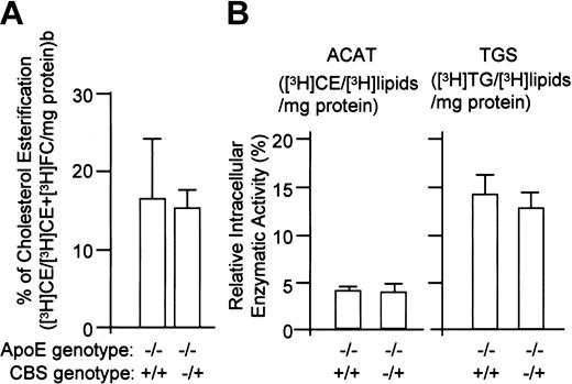 Fig. 4. Effects of hyperhomocysteinemia on intracellular cholesterol esterification and on activities of lipid catalytic enzymes (ACAT or TGS). / The values represent the means ± SD from 3 independent experiments (n = 6).