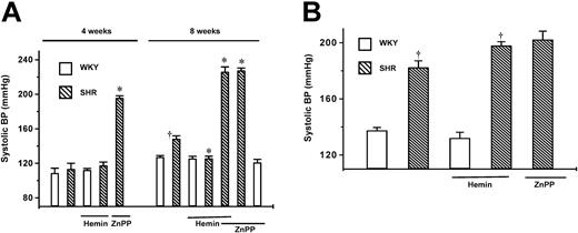 Fig. 1. Effects of hemin treatment on systolic blood pressure of SHRs and age-matched WKYs. / The mean systolic pressure was calculated from 6 different measurements taken from each animal. (A) Changes in systolic BP in 4- and 8-week-old SHRs (▧) and WKYs (■). BP was higher in 8-week-old SHRs than in age-matched WKYs. (B) Changes in systolic BP in 20-week-old SHRs (▧) and WKYs (■). BP was higher in 20-week-old SHRs than in age-matched WKYs. Hemin treatment lowered BP in 8-week-old SHRs, but not in 4- week-old or 20-week-old SHRs or WKYs at all ages. ZnPP completely abolished the hemin-dependent BP-lowering effect in 8-week-old SHRs. ZnPP significantly increased BP in prehypertensive 4-week-old SHRs (A) but had no effect on BP of adult SHRs (B). Each group contained 10 animals. *P < .01 versus untreated age-matched SHRs. †P < .01 versus age-matched WKYs. Error bars indicate means ± SEM.
