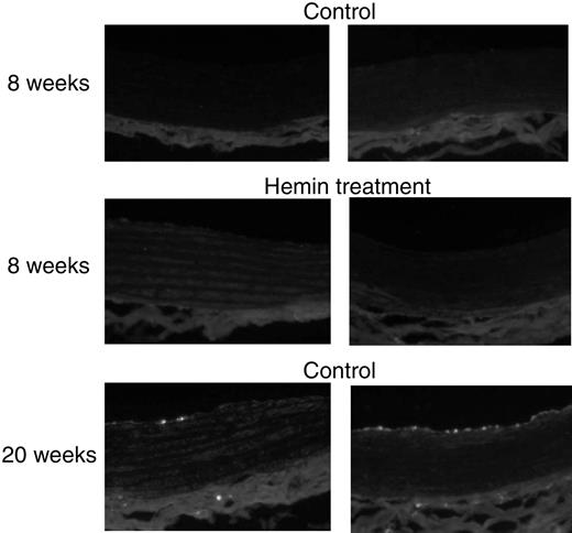 Fig. 8. ED-1 immunofluorescence staining in aorta from SHRs and WKYs at different ages and with different treatments. / Aortic tissues from adult SHRs (right panels; 20-week-old) and age-matched WKYs (left panels) exhibited macrophage infiltration, shown as bright stains, but more significantly in the former. Original magnification, × 200.