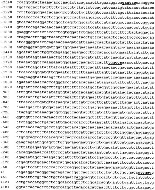 Fig. 1. Genomic sequence of the hMIP-1α promoter. / The DNA sequence of a 2-kb hMIP-1α promoter was determined using the NCBI database. EcoRI (−1995: gaattc) andXhoI (+54: ctcgag) sites (in bold) were used for subcloning into luciferase reporter constructs. Transcriptional starting site (+1) and translational starting Met site (+98:atg) were determined by Nakao et al,14and the MscI site (−1275: tggcca) was used for Erase-A-Base studies.