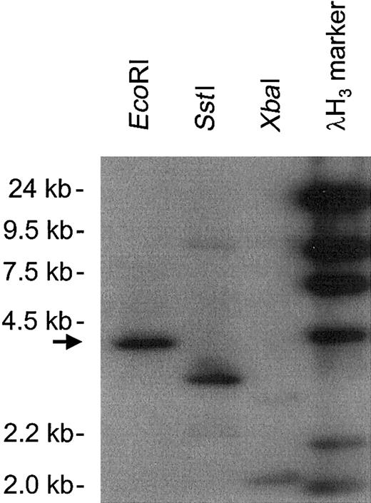 Fig. 2. Southern blot analysis of BAC clone AC003976, which contained the hMIP-1α promoter. / The genomic insert DNA digested with EcoRI, SstI, and XbaI was hybridized with an hMIP-1α cDNA probe. A 4.2-kb EcoRI band was selected (arrow) and subjected to further analysis.