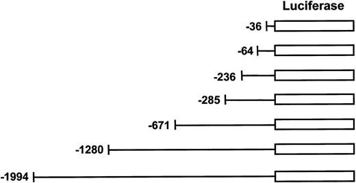 Fig. 3. Generation of human MIP-1α reporter constructs. / Truncated forms of hMIP-1α promoter were generated from the 2-kb pGL2E-MIP construct by the Erase-A-Base system and followed by sequence analysis to confirm the 5′ end of the hMIP-1α promoter. These luciferase reporter constructs were transfected into the various cell lines to assess MIP-1α promoter activity.