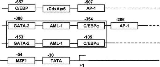 Fig. 5. Schematic diagram of transcription factor (TF) response elements that may regulate MIP-1α expression. / The proximal domain of the hMIP-1α promoter was composed of 2 sets of distinct transcription regulatory regions, GATA-2 plus AML-1 plus C/EBPα including one TATA box and 2 AP-1 sites.