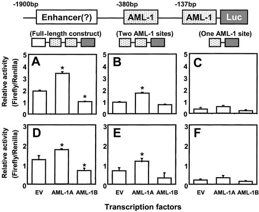 Fig. 6. AML-1A, but not AML-1B, increases hMIP-1α promoter activity. / The MIP-1α promoter constructs were cotransfected with AML-1A and AML-1B cDNAs in pcDNA3 into ARH-77 (A-C) and MM.1S (D-F) cells, to test the modulating effects of the AML-1 class of TFs on MIP-1α promoter activity. Cotransfection of AML-1A or AML-1B with the luciferase reporter construct (Luc) containing one AML-1 binding motif did not significantly enhance promoter activity. In contrast, cotransfection of the reporter construct that contained 2 AML-1 binding elements with the AML-1A construct into ARH-77 and MM.1S cells significantly increased MIP-1α promoter activity compared with the empty vector (EV) control (Figure 6B,E). Furthermore, cotransfection of the full-length luciferase reporter construct with AML-1A further increased MIP-1α promoter activity (Figure 6A,D). AML-1B significantly decreased full-length MIP-1α promoter activity about 50% in ARH-77 and MM.1S cells compared with the EV control. Similar results were seen in 3 independent experiments (*P < .05).