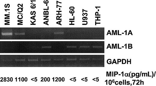 Fig. 7. Expression levels of AML-1A and AML-1B mRNA in various cells. / mRNA expression levels of AML-1A, AML-1B, and MIP-1α were determined in various cell lines including MM-derived cell types by RT-PCR analysis. Expression levels of AML-1A mRNA were up-regulated in the MIP-1α, producing MM cells (MM.1S, ARH-77, and MC/Q2). Relative expression levels of AML-1B mRNA were up-regulated in the MM cells expressing low levels of MIP-1α and non-MM hematopoietic cells.