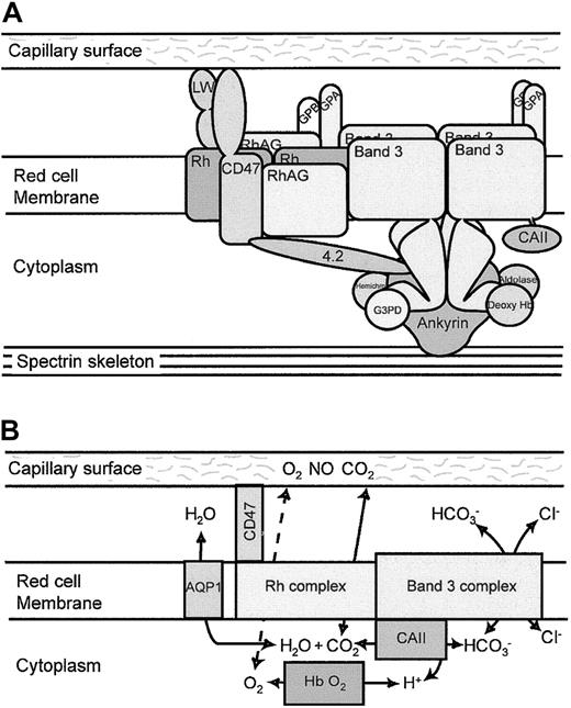 Fig. 6. Band 3 macrocomplex and proposed gas exchange metabolon. / (A) Schematic diagram of the band 3 macrocomplex showing probable interactions of the proteins that form the band 3 macrocomplex. Tetramers of band 3 are attached to the spectrin cytoskeleton through ankyrin. The acidic N-terminal region of the cytoplasmic domain of band 3 binds deoxy-hemoglobin, hemichromes, glyceraldehyde-3-phosphate dehydrogenase (G3PD), and aldolase.4 The short C-terminal cytoplasmic tail of band 3 binds CAII.3 The GPA dimer is close to the membrane domain of band 3. Protein 4.2 binds ankyrin, band 3, and CD47 (in humans), providing one link between the Rh complex and the band 3 complex.27 CD47 and LW are closely associated with the Rh tetramers9 and may be involved in adhesive interactions with the capillary surface.2223 The Rh tetramer associates directly with band 3. GPB associates with the Rh tetramers,9 and GPA and GPB may form heterotetramers, providing another link between the Rh complex and the band 3 complex. (B) Proposed gas exchange metabolon in the RBC membrane. The model suggests that CO2 passes from the capillary endothelial cell to the RBC through the Rh proteins. CAII converts CO2and H2O to HCO3− and a proton, and HCO3− passes out of the RBC through band 3 in exchange for a chloride ion. The removal of HCO3− leaves a proton that promotes local acidification in the vicinity of band 3 and the release of oxygen from oxy-hemoglobin by the Bohr effect. O2 may then leave the RBC through the Rh gas channel and pass into the endothelial cells. The channeling of substrate through this metabolon reduces substrate loss by diffusion from the system. In the pulmonary microcapillaries, the system would be reversed. Water movements involved in the hydration/dehydration of CO2 may be mediated by AQP1,55 though AQP1 is not directly associated with the band 3 macrocomplex.