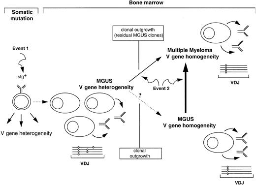 Fig. 2. Pathways of clonal progression from MGUS to multiple myeloma. / Mutational patterns in VH genes define diversity in MGUS, with some cases showing intraclonal heterogeneity. Plasma cells in these MGUS cases most likely derive by maturation of a less differentiated sIg+ cell that is undergoing somatic mutation and has acquired a chromosomal event 1 to gain a proliferative potential. Transformation to myeloma can clearly occur in MGUS displaying heterogeneity, but does so in a single cell in which somatic mutation is silent and that acquires neoplastic event 2. This transformation may be rapid, and residual MGUS clones can still be identified at this time but will eventually be lost by clonal outgrowth as myeloma is homogeneous. A self-cloning process may also lead to the MGUS cases identified by intraclonal stability of sequence, which are more common. These cases can then transform to myeloma as a result of event 2. VDJ indicates functionally rearranged variable-diversity–joining gene.