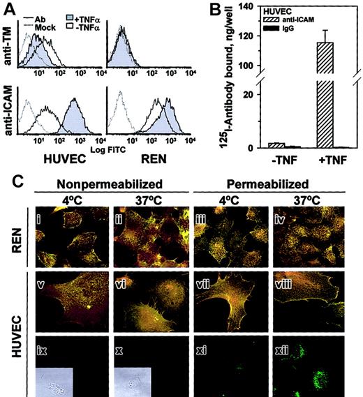 Fig. 3. TNFα increases anti-ICAM binding but not internalization by endothelial and mesothelioma cells. / (A) FACS analysis using anti-ICAM and anti-TM. TNFα suppresses expression of thrombomodulin (TM, upper panels) by HUVECs and stimulates that of ICAM-1 (lower panels) by HUVEC and REN cells. Dashed line: antibody-free medium; resting (open histogram) or TNFα-challenged (shaded histogram) cells. (B)125I–anti-ICAM binding to resting and TNFα-treated HUVEC monolayer. The data are shown as means ± SD, n = 4. (C) Fluorescent micrographs (× 60) of TNFα-stimulated cells incubated with anti-ICAM. The cells were incubated at 4°C or 37°C with anti-ICAM (panels i-viii), antibody-free medium (ix, x) or transferrin (xi, xii). After washing and fixation the cells were sequentially stained with Texas Red secondary antibody, permeabilized, and counterstained with FITC-labeled secondary antibody (yellow, surface-bound anti-ICAM; green, internalized anti-ICAM). On the left, the nonpermeabilized cells were stained with both Texas Red and FITC-labeled antibodies (positive control for surface staining, yellow color). Green color corresponds to the intracellular staining (see panels xi and xii showing staining of HUVECs incubated with fluorescein-labeled transferrin). Insets of subpanels ix and x show phase contrast images in controls. Original magnification, × 60; insets minimized to 19 of original size.