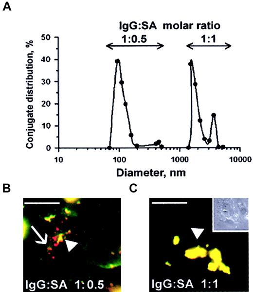 Fig. 7. Size of anti-ICAM conjugates modifies their uptake by endothelial cells. / (A) DLS analysis of size distribution of the conjugates prepared at molar ratio between biotinylated anti-ICAM and streptavidin of 1:0.5 (left peak) or 1:1 (right peak). (B-C) RPMVECs were incubated for 1 hour at 37°C with anti-ICAM conjugates containing rhodamine-labeled streptavidin with mean diameters of 100-200 nm (panel B) or larger than 1 μm (panel C). The surface-bound fraction of the conjugate was double-labeled using an FITC-labeled secondary antibody. Red color (arrows) denotes internalized conjugates; yellow color (arrowheads) denotes the noninternalizable, larger conjugates. White bars in panels B and C correspond to 5 μm size. Panel C inset shows the contrast phase micrograph (× 40) minimized to19 the original size.