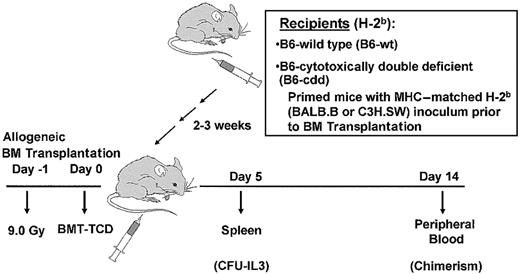 Fig. 1. Experimental model to assess resistance against MiHA-mismatched allogeneic bone marrow grafts. / Normal or cytotoxically deficient mice were primed with donor cells (“Materials and methods”) at least 3 weeks prior to irradiation (day −1) and BM transplantation (day 0). Recipients received varying doses of donor or syngeneic BM-TCD and resistance was analyzed by CFU activity in recipient spleens (day 5) and donor (ie, C3H.SW) chimerism by staining with Ly9.1 mAb.