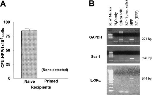 Fig. 2. Primitive progenitors are targets for host resistance. / (A) Recipient B6 mice, either naive or primed to BALB.B MiHA, received 9.0 Gy TBI 1 day prior to transplantation of 2 × 106BALB.B BM-TCD. Average number ± SD of CFU-HPP per 1 × 105 marrow cells in duplicate culture from each recipient group is indicated. (B) Cells from HPP-CFU were collected on day 6 of culture for the isolation of RNA and analyzed for the expression of genetic markers by RT-PCR. RT-PCR of GAPDH message is shown as internal control. Primers used were described in “Adoptive transfer of allograft resistance to unprimed recipients.” RT−, no reverse transcription control. H2O only, negative control for PCR.