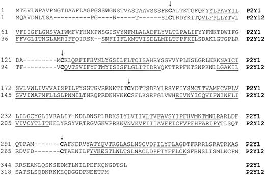 Fig. 1. Alignment of the human P2Y1 and P2Y12 receptors. / The alignment of the cloned human platelet P2Y receptors7-913 was performed using a GCG program (GCG Software, Madison, WI). The conserved cysteine residues in the extracellular domains are indicated by an arrow. Putative transmembrane domains are underlined.