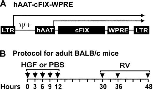 Fig. 1. Retroviral vector and time course for administration of HGF and RV to adult mice. / (A) Retroviral vector hAAT-cFIX–WPRE. The MLV-based RV contains intact long terminal repeats (LTRs) at the 5′ and 3′ ends, an extended packaging signal (ψ+), the 403-nt human α1-antitrypsin promoter (hAAT), the 1.5-kb cFIX, and the 591-nt woodchuck hepatitis posttranscriptional regulatory element (WPRE). Transcription can initiate from the LTR or the hAAT promoters as indicated by the arrows. (B) Time course for administration of HGF and RV to adult BALB/c mice. Six-week-old BALB/c mice were injected intraperitoneally with 5 doses of HGF every 3 hours between 0 and 12 hours (arrows) for a cumulative dose of 29 mg/kg. Controls received PBS at the same times. Equal doses of RV were then injected intravenously into both groups at 30, 36, and 48 hours (arrowheads) after the first dose of HGF or PBS, for a cumulative dose of 1 × 1010 TU/kg.