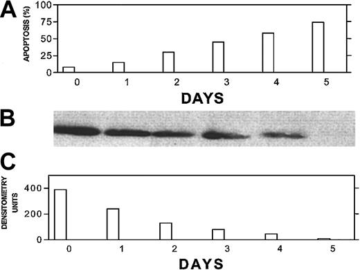 Fig. 3. Bcl-2-ASO–induced down-regulation of Bcl-2 correlates with apoptosis and precedes apoptosis in low Bcl-2–expressing ARP-1 myeloma cells. / ARP-1 cells (low Bcl-2) were seeded at 5 × 105/mL in T-25 flasks in FCS medium. Bcl-2-ASO was added at 5 μg/mL, and cultures were harvested following 0, 1, 2, 3, 4, and 5 days of treatment. Bcl-2-ASO was replenished every other day. Apoptosis (A) was determined by the annexin V method and Bcl-2 protein by Western immunoblotting (B). The quantitation for Bcl-2 was done by densitometry (C). Loading controls for Bcl-2 protein were performed by prerunning of gels and staining with Coomassie blue as detailed in “Materials and methods.” Other experimental details are as in Figure 1. Representative results from 2 experiments are shown. Note that down-regulation of Bcl-2 precedes apoptosis for every time point tested.